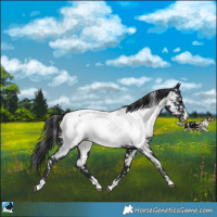 Horse Color:Black Near Fewspot 