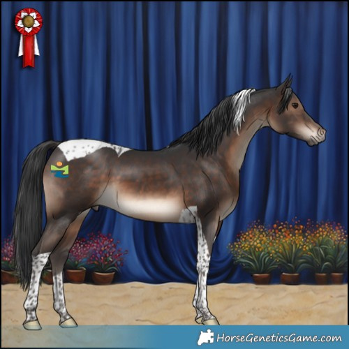 Horse Color:Brown Tobiano 