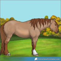 Horse Color:Red Dun 
