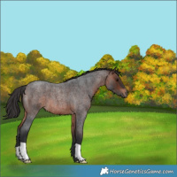 Horse Color:Brown Roan 