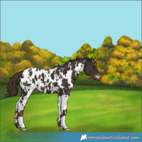 Horse Color:White Spotted Liver Chestnut Appaloosa 