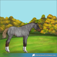 Horse Color:Liver Red Roan Rabicano