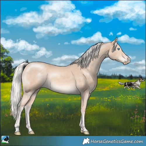 Horse Color:Cremello Rabicano