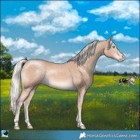 Horse Color:Cremello Rabicano