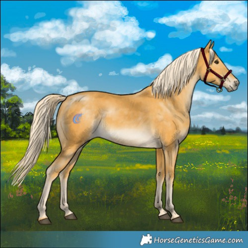 Horse Color:Palomino 