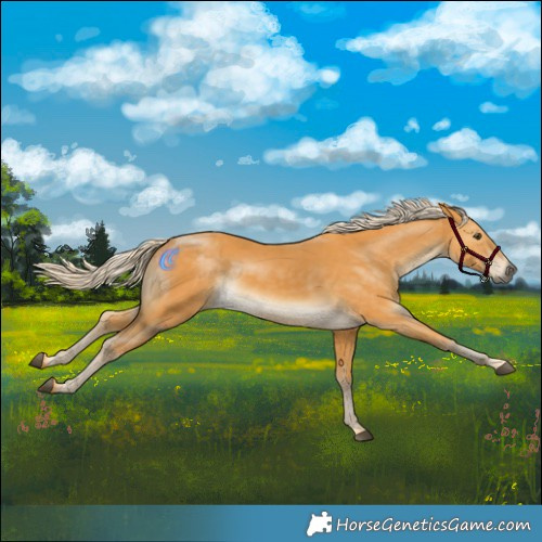 Horse Color:Palomino 