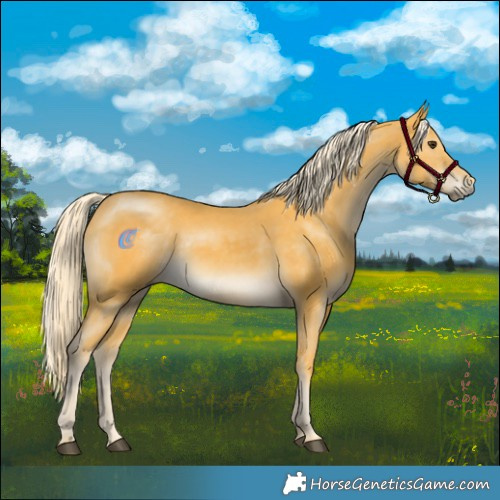 Horse Color:Palomino 