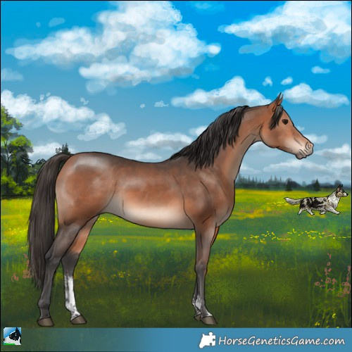Horse Color:Bay Mushroom Sabino
