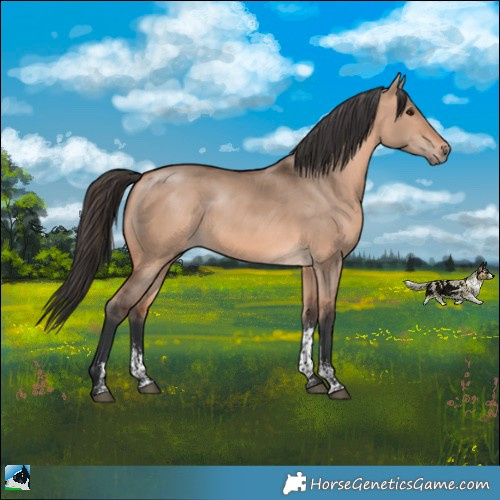 Horse Color:Bay Dun Mushroom Sabino 