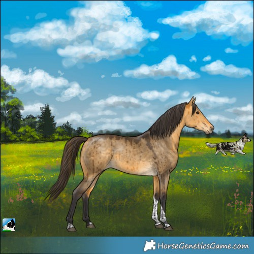 Horse Color:Buckskin Dun Tobiano Brindle 