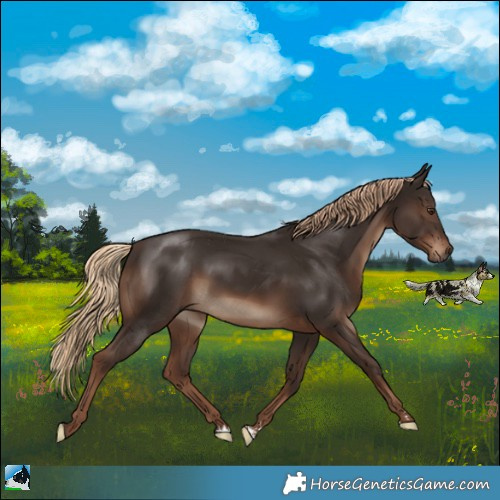 Horse Color:Liver Chestnut 