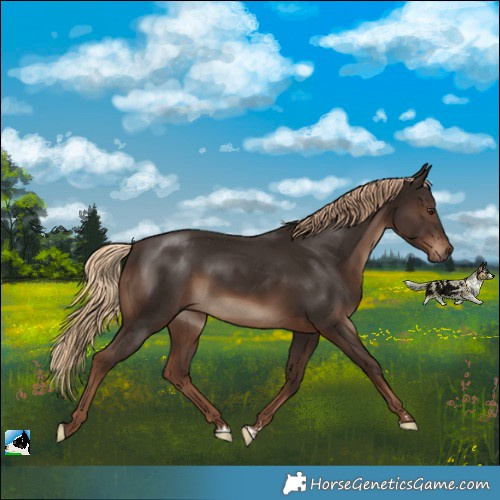 Horse Color:Liver Chestnut 