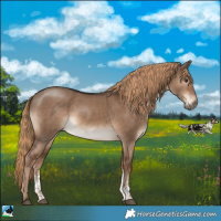 Horse Color:Liver Red Dun Sabino 