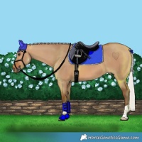 Horse Color:Silver Bay Dun