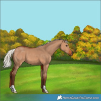 Horse Color:Silver Bay Dun 