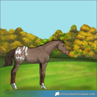 Horse Color:Liver Red Dun Appaloosa Rabicano 