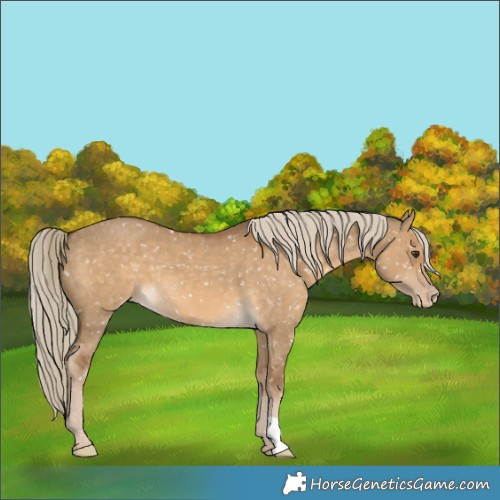 Horse Color:Chocolate Palomino Dun Appaloosa 