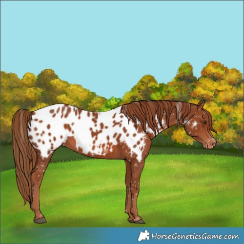 Horse Color:Chestnut Appaloosa 