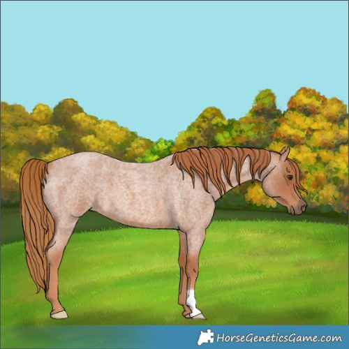 Horse Color:Red Roan