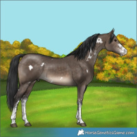Horse Color:White Spotted Brown Dun Rabicano 