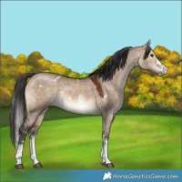 Horse Color:White Spotted Brown Dun Rabicano 