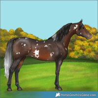Horse Color:White Spotted Brown Varnish Rabicano