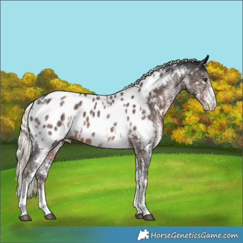 Horse Color:White Spotted Liver Chestnut Mushroom Appaloosa 