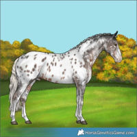 Horse Color:White Spotted Liver Chestnut Mushroom Near Leopard