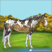 Horse Color:White Spotted Silver Buckskin Splash 