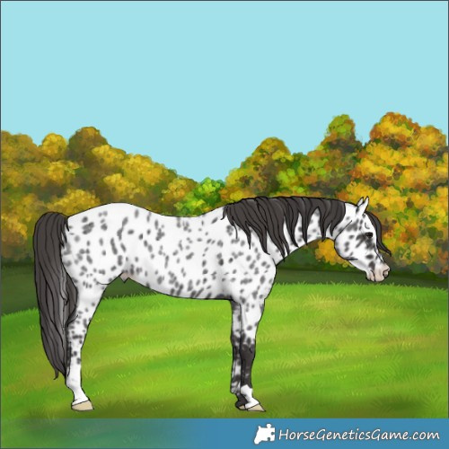 Horse Color:Smoky Blue Roan Appaloosa 