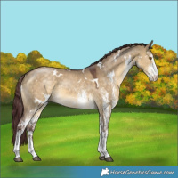 Horse Color:White Spotted Chocolate Buckskin Dun 