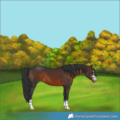 Horse Color:Brown Appaloosa 