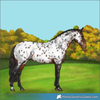 Horse Color:Brown Near Leopard Rabicano 