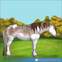 Horse Color:Brown Dun Sabino Splash Snowflake Varnish Brindle 