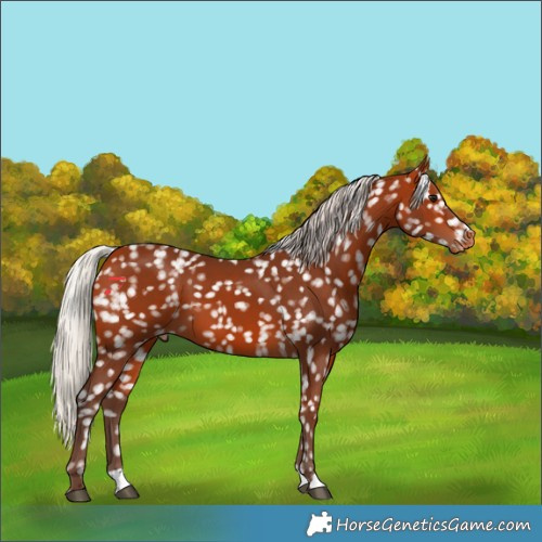 Horse Color:Silver Bay Snowflake Varnish 