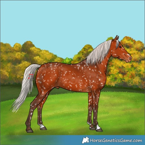 Horse Color:Silver Bay Appaloosa