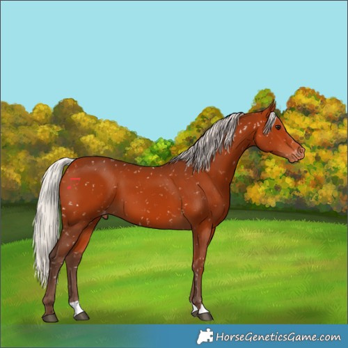 Horse Color:Silver Bay Appaloosa 