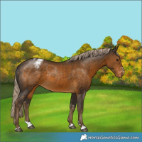 Horse Color:Chocolate Palomino Varnish 