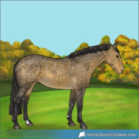 Horse Color:Buckskin Dun Snowflake Varnish 
