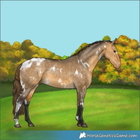 Horse Color:White Spotted Buckskin Dun Varnish 