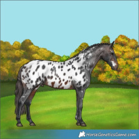 Horse Color:White Spotted Brown Appaloosa Rabicano 