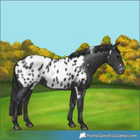 Horse Color:White Spotted Black Near Leopard Rabicano