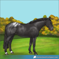 Horse Color:Smoky Black Varnish Rabicano 