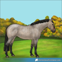 Horse Color:Gray Brown Roan Dun Rabicano 