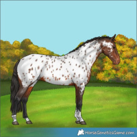 Horse Color:Brown Tobiano Near Leopard Rabicano