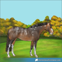 Horse Color:Powder White Buckskin Rabicano 