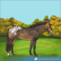 Horse Color:Buckskin Appaloosa 