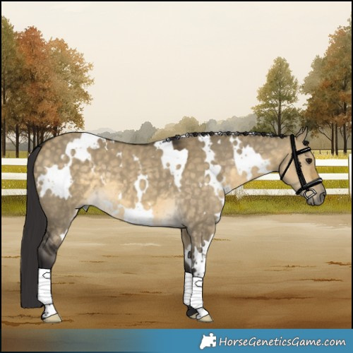 Horse Color:White Spotted Buckskin Dun 