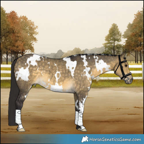 Horse Color:White Spotted Buckskin Dun