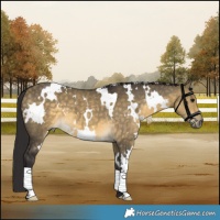 Horse Color:White Spotted Buckskin Dun 